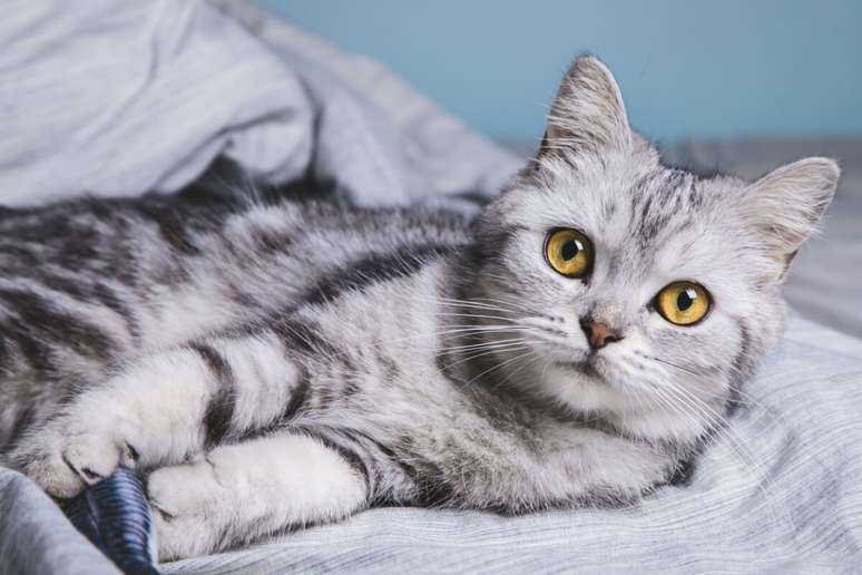 O american shorthair é um gato ativo, observador e bastante amigável 