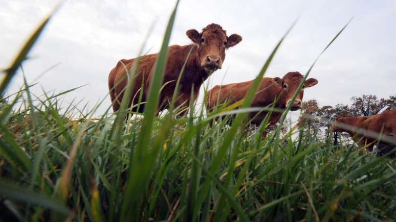 Governo francês adotou estratégia de abater centenas de bovinos infectados com dermatose nodular para conter avanço da doença, gerando revolta dos produtores. (Imagem ilustrativa).