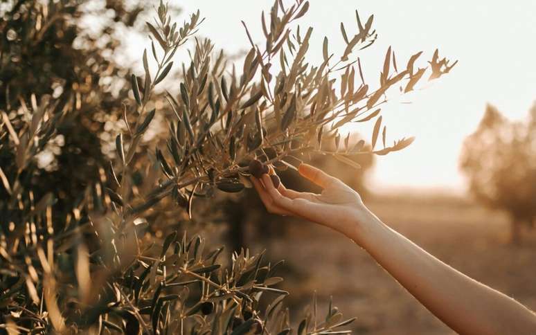 Para ter uma oliveira de verdade em casa, o segredo não está no caroço da azeitona, mas sim na estaca certa. /
