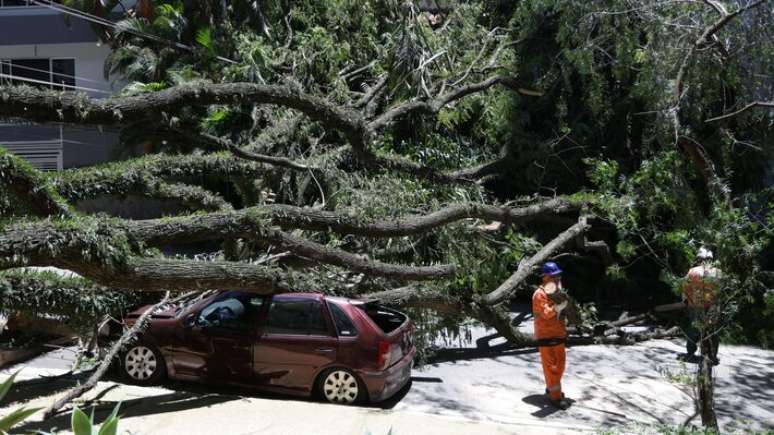 FR12 SAO PAULO - SP - 11/12/2025 - CIDADES - QUEDA DE ÁRVORE - Queda de árvore na av. Prefeito Fábio Prado, na Vila Mariana. FOTO: Felipe Rau/Estadão