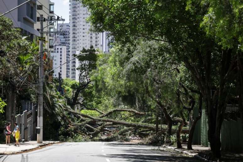 Na foto, registro de queda de árvore na Avenida Prefeito Fábio Prado, na Vila Mariana.
