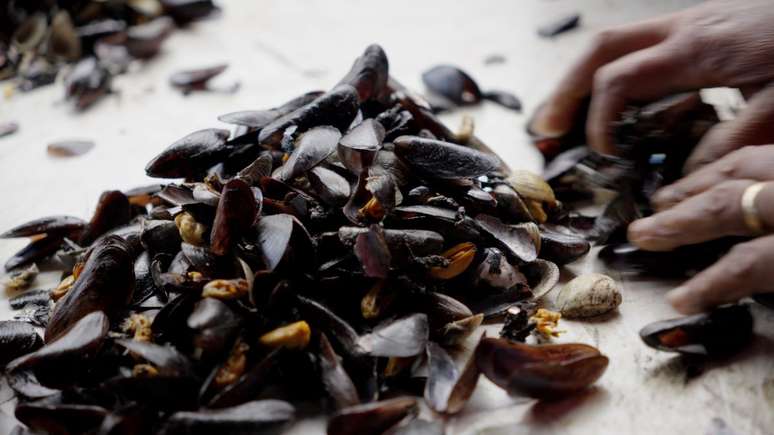 Image from the documentary Impacta Oceano: Mango é Vida: shellfish shells before being transformed to become an agricultural input. 