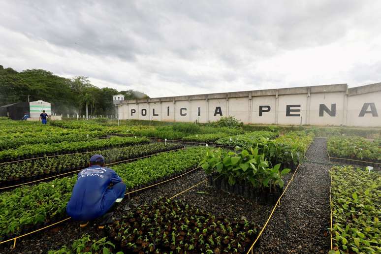 Em 24 anos de atividade, projeto Replantando Vida plantou 4,5 milhões de mudas nativas da Mata Atlântica e restaurou 2 mil hectares.