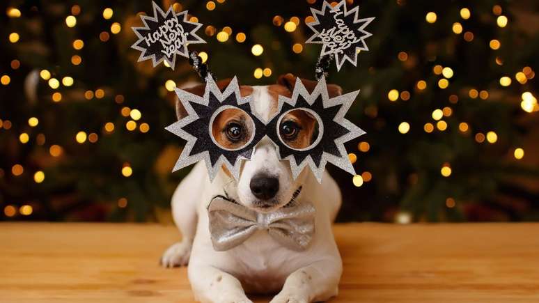 இந்த புத்தாண்டில் உங்கள் செல்லப்பிராணியை அமைதியாகவும் மகிழ்ச்சியாகவும் வைத்திருங்கள்