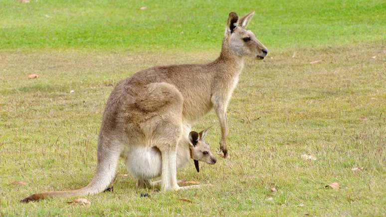kangaroo – depositphotos.com/potteret