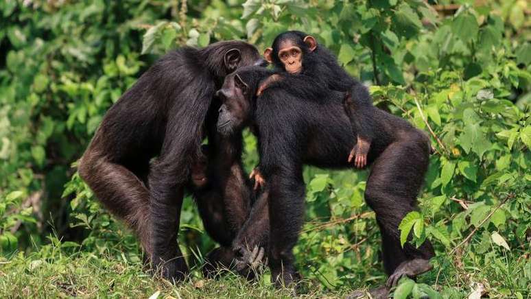 Os chimpanzés são altamente sociáveis e formam fortes laços entre si, mas sua estrutura social é muito diferente da humana