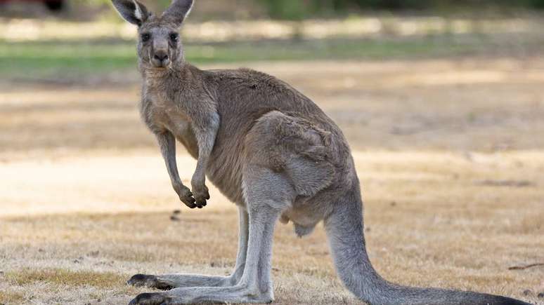 kangaroo – depositphotos.com / alfotokunst