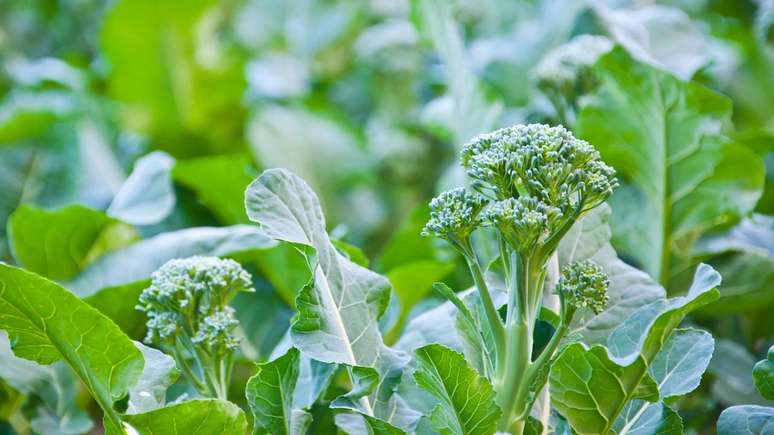 Ao longo do tempo, uma rotina baseada em alimentos vegetais variados oferece um aporte consistente de polifen&oacute;is &ndash;