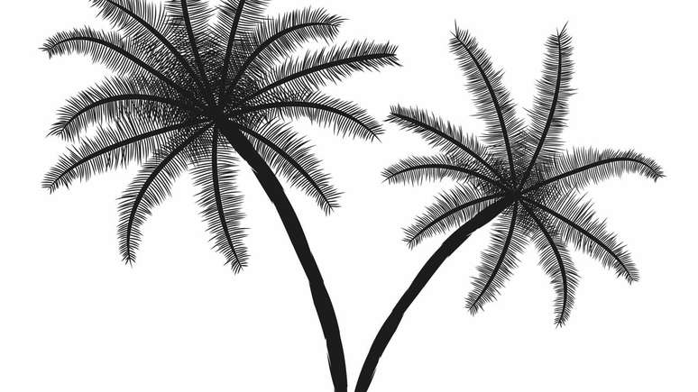 talipot palm trees – depositphotos.com / Yevgenij_D