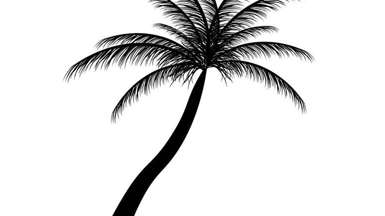 palm tree silhouette – depositphotos.com / oleggankod
