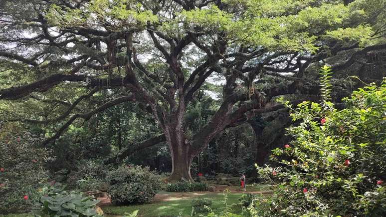 Le Zamana, &aacute;rvore na Habitation C&eacute;ron 