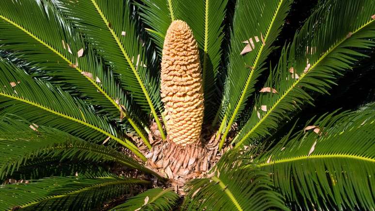 A pergunta sobre se a palmeira-sagu pode matar um cachorro encontra respaldo em diversos registros cl&iacute;nicos de intoxica&ccedil;&atilde;o &ndash; depositphotos.com / sframe