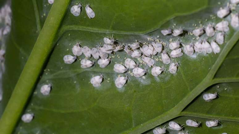 O manejo integrado &eacute; essencial para reduzir o impacto da mosca-branca e evitar resist&ecirc;ncia a inseticidas &ndash; depositphotos.com / olko1975