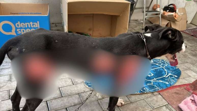 Cachorro teve ferimentos ap&oacute;s ser arrastado, ao ficar amarrado em caminh&atilde;o em SC