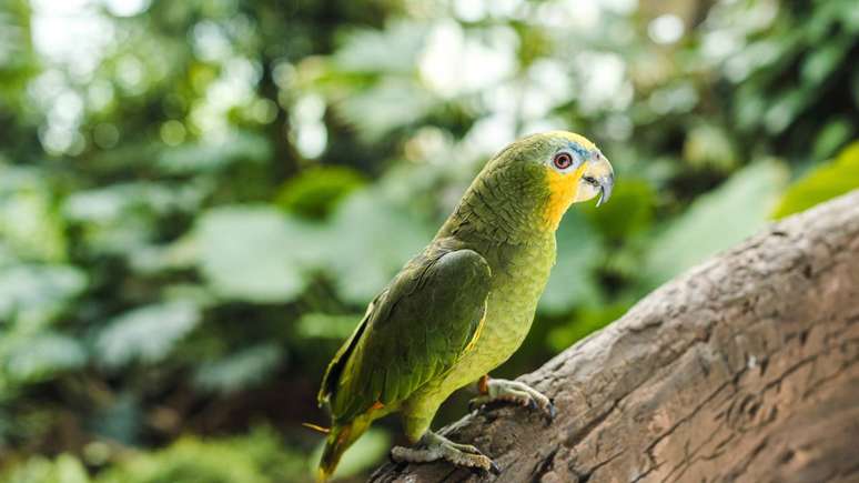 O epis&oacute;dio reacendeu discuss&otilde;es sobre at&eacute; onde vai a busca por provas em processos de div&oacute;rcio e como casos inusitados afetam a percep&ccedil;&atilde;o da Justi&ccedil;a &ndash; depositphotos.com / IgorVetushko