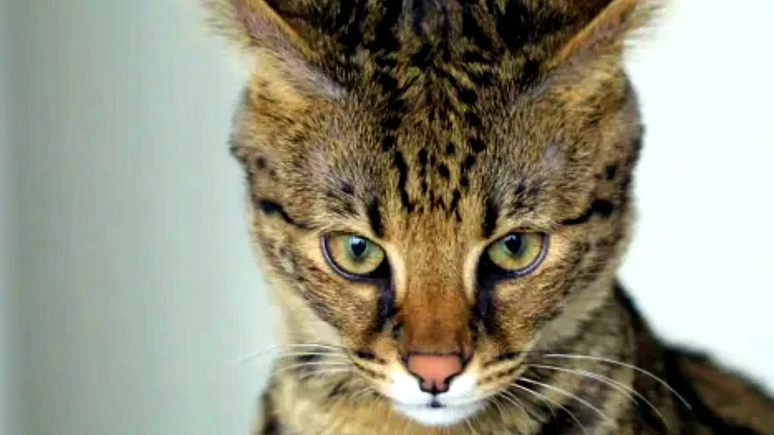 A exclusividade do gato Ashera &eacute; um dos pontos mais discutidos entre especialistas &ndash; Reprodu&ccedil;&atilde;o