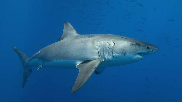 Em algumas regi&otilde;es, a simples presen&ccedil;a de orcas j&aacute; &eacute; suficiente para afastar tubar&otilde;es-brancos da &aacute;rea por longos per&iacute;odos &ndash; depositphotos.com / paluoff.gmail.com