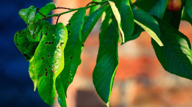 fusarium oxysporum, fungo que produz ouro &ndash; depositphotos.com / mironovm