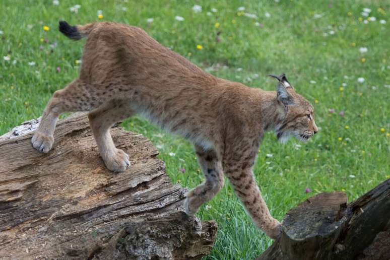 O lince marca territ&oacute;rio com arranh&otilde;es em &aacute;rvores, urina e secre&ccedil;&otilde;es especiais para evitar encontros indesejados 