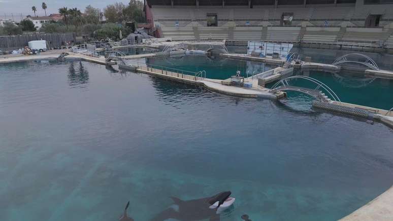 Keijo nasceu no Marineland, mas muitos parques encerraram seus programas de cria&ccedil;&atilde;o de animais