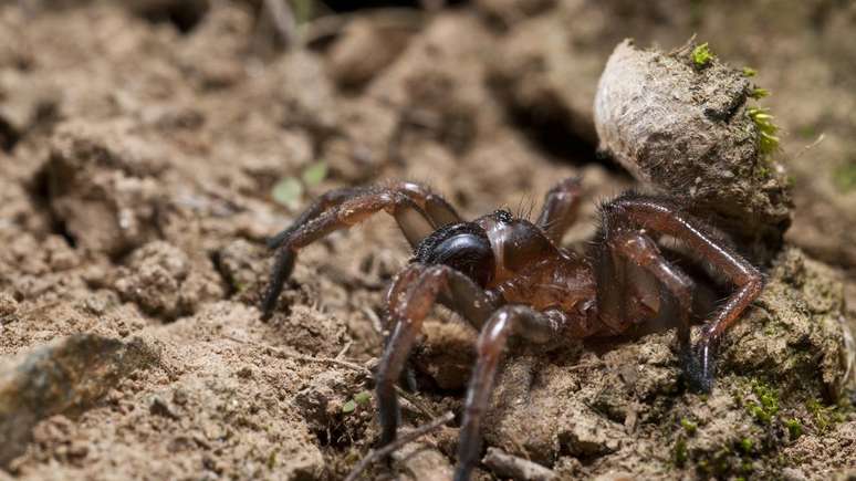 aranha de al&ccedil;ap&atilde;o -depositphotos.com / federico24