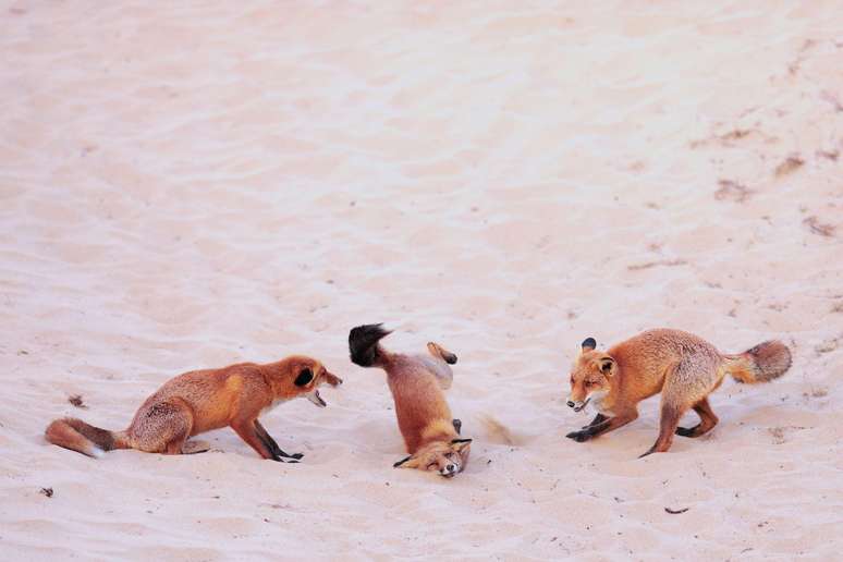 Tr&ecirc;s raposas dan&ccedil;am juntas em um barranco de areia.


