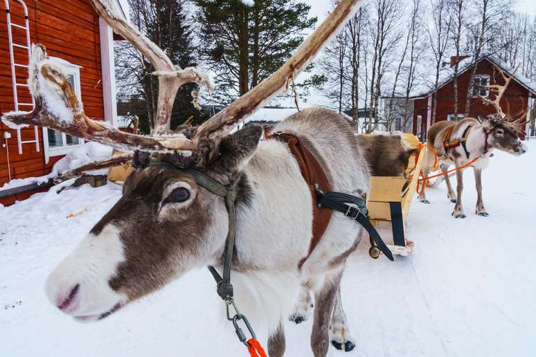 Renas em frente a casas t&iacute;picas de madeira pintadas de vermelho, Fazenda de Renas Torassieppi, Torassieppi, Lap&ocirc;nia, Norte da Finl&acirc;ndia