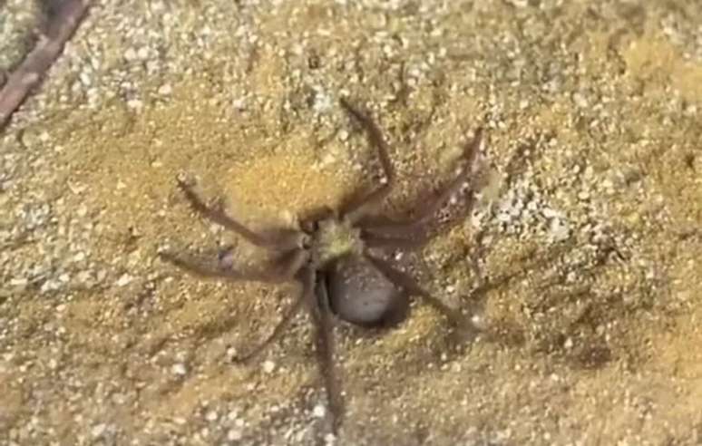 O comportamento discreto e a adapta&ccedil;&atilde;o extrema ao ambiente arenoso fazem da esp&eacute;cie um dos aracn&iacute;deos mais curiosos do mundo &ndash; Reprodu&ccedil;&atilde;o de V&iacute;deo