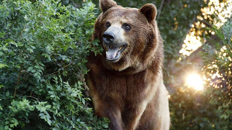 Urso pardo &ndash; depositphotos.com / rcreitmeyer