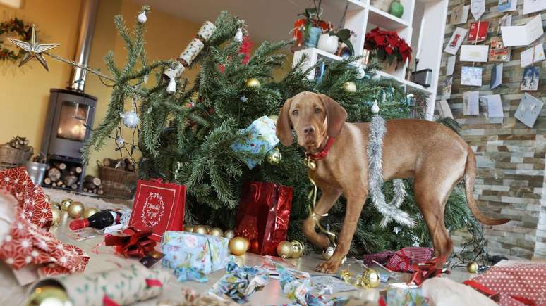 Uma sala de estar ca&oacute;tica com a &aacute;rvore de Natal derrubada, enquanto um cachorro, possivelmente culpado, observa.