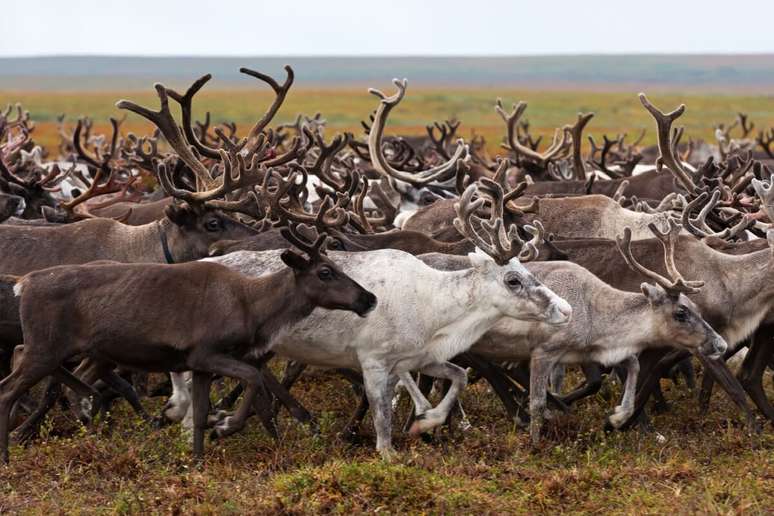 As renas protagonizam uma das mais extensas migra&ccedil;&otilde;es terrestres registradas na natureza 