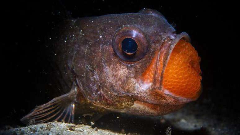 Este pai dedicado 'choca' seus filhotes na boca