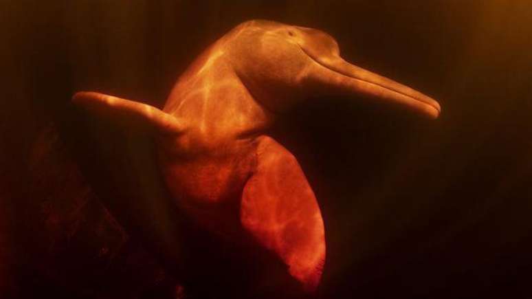 O boto-cor-de-rosa &eacute; uma esp&eacute;cie amea&ccedil;ada pela ca&ccedil;a, pela captura em redes de pesca e pela polui&ccedil;&atilde;o