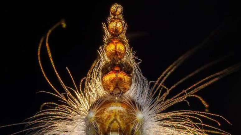 O 'chapeleiro louco' mostra sua estranha prote&ccedil;&atilde;o de cabe&ccedil;a