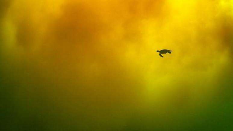 Tartaruga nada em &aacute;guas ricas em ferro, perto do litoral do Jap&atilde;o