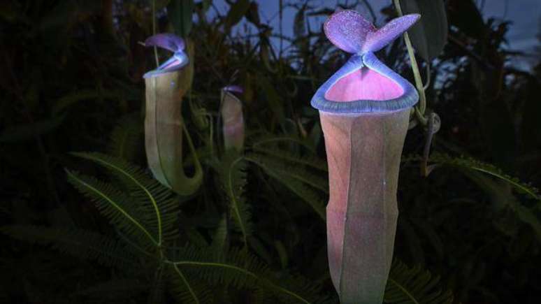 Plantas-jarro fluorescentes, em tons de rosa e p&uacute;rpura