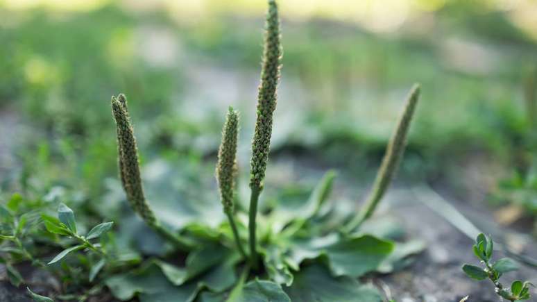 Preparada de forma correta e com orienta&ccedil;&atilde;o, a tanchagem oferece benef&iacute;cios sem substituir tratamentos m&eacute;dicos &ndash; depositphotos.com / eliosdnepr@gmail.com
