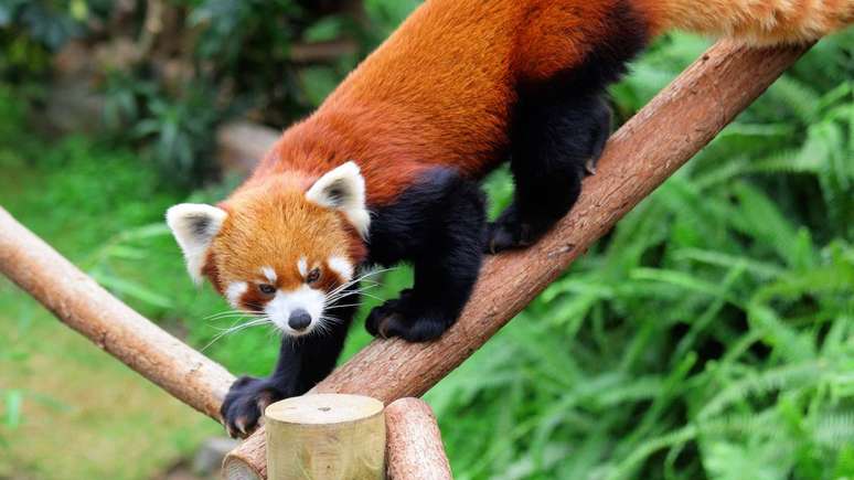 A denomina&ccedil;&atilde;o &ldquo;fire fox&rdquo; atribu&iacute;da ao panda-vermelho resulta de uma combina&ccedil;&atilde;o entre sua pelagem avermelhada e pequeno porte, que remetem visualmente a uma raposa de cor intensa &ndash; depositphotos.com / leungchopan
