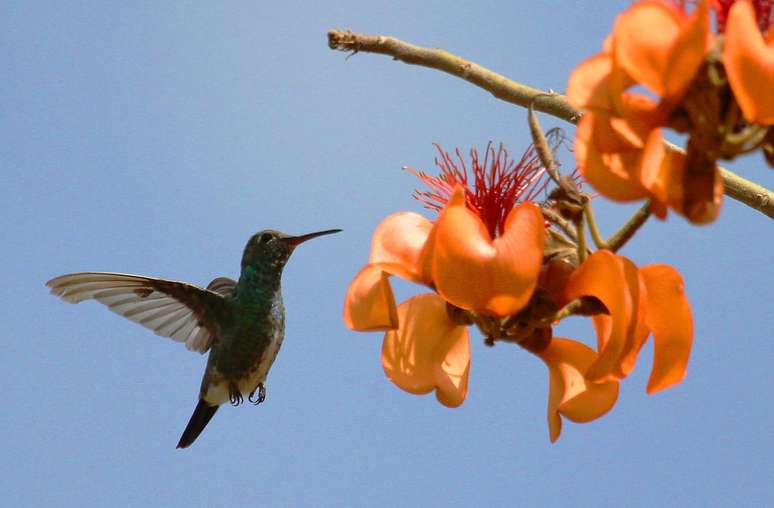 Preparado com a casca da &aacute;rvore, ele possui compostos que atuam no sistema nervoso e exigem consumo moderado &ndash; Derek Keats/Wikimedia Commons