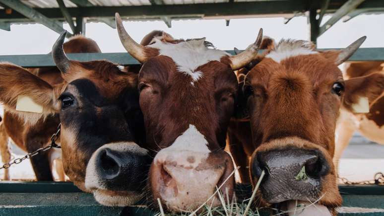 O rebanho bovino global soma centenas de milh&otilde;es de cabe&ccedil;as, espalhadas por todos os continentes habitados &ndash; depositphotos.com / MicEnin