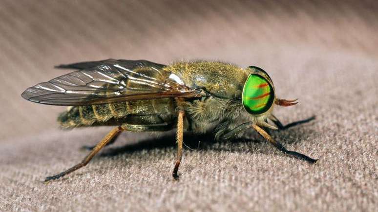 Mutucas, que picam mam&iacute;feros para se alimentar de sangue, podem transmitir doen&ccedil;as