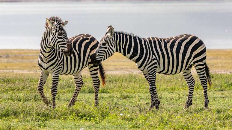 As listras podem ajudar a proteger as zebras das picadas de mutucas