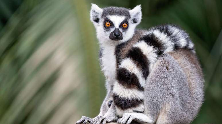 Os l&ecirc;mures de cauda anelada podem usar suas caudas pretas e brancas para se comunicar.