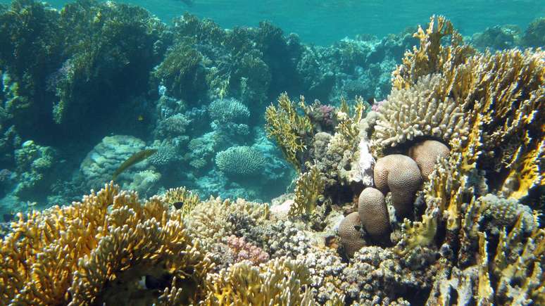 Preservar os recifes depende do controle desse invasor &ndash;