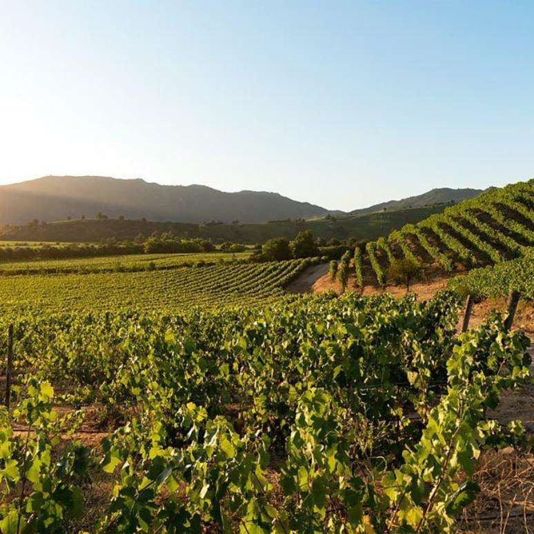 No Chile, a Rota do Vinho se estende por cinco vales no centro do pa&iacute;s