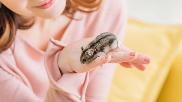 Hamsters exigem aten&ccedil;&atilde;o di&aacute;ria, est&iacute;mulos certos e acompanhamento veterin&aacute;rio &ndash; depositphotos.com / AndrewLozovyi