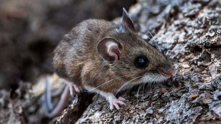O rato-do-campo da Calif&oacute;rnia &eacute; 100% monog&acirc;mico, formando la&ccedil;os insepar&aacute;veis para toda a vida
