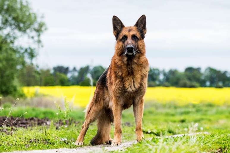 O pastor alem&atilde;o &eacute; um cachorro de grande porte que se destaca pela coragem e lealdade 