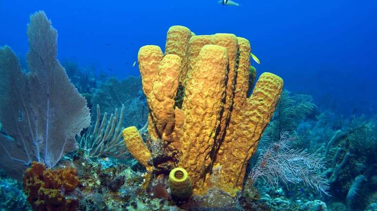 esponja do mar &ndash; depositphotos.com / KevinPanizza