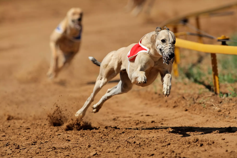 Tire suas d&uacute;vidas sobre a corrida de galgos na bet365